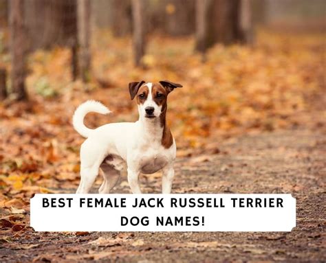 Top 100 Female Jack Russell Terrier Dog Names! (2024) - We Love Doodles