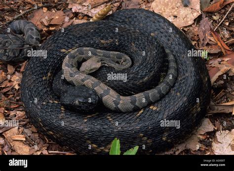 Baby Timber Rattlesnake Identification