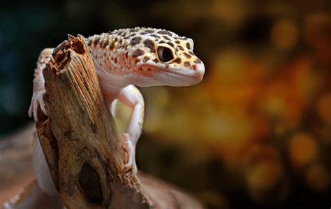 Leopard Gecko food and diet advice - ExoticDirect