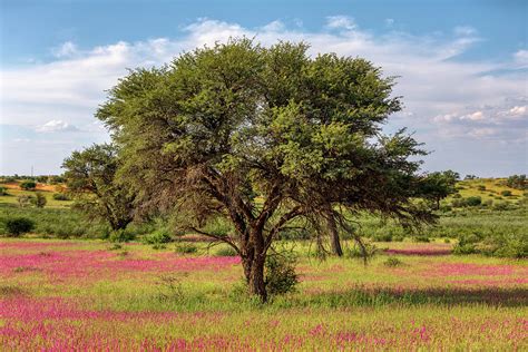 Flowering Kalahari desert South Africa wilderness Photograph by Artush Foto - Fine Art America