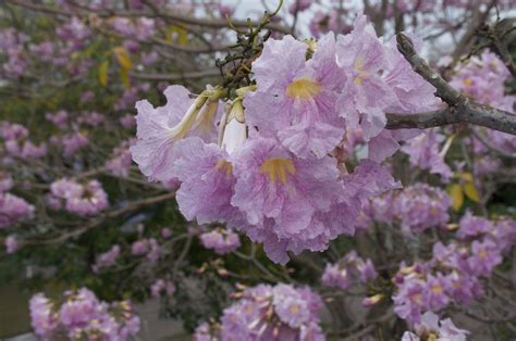 Tabebuia rosea | Pink flowers, Plants, Flowers