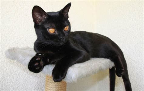 Bombay Cat Breed Profile - Cat-World