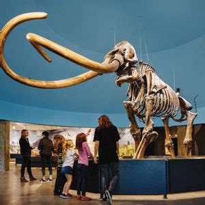 Mammoths ‘roam’ in 3D at the La Brea Tar Pits and Museum - Beverly ...