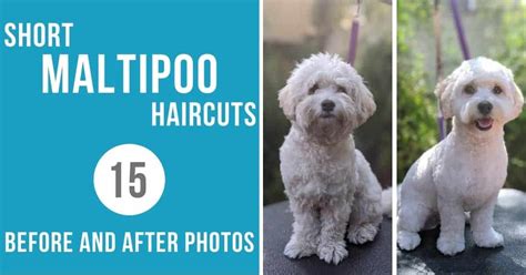 Short Maltipoo Haircut Ideas: 15 Before and After Photos!