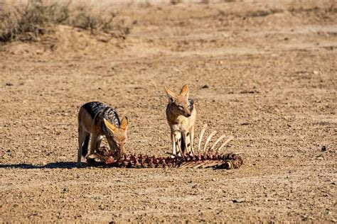 What Do Jackals Eat? (Diet & Facts) in 2022 | Domestic dog, Jackal, Animals wild