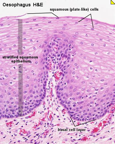 Kinds of Epithelial Tissues