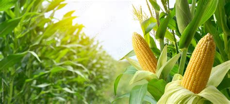 Symptoms Of Northern Corn Leaf Blight (NCLB) You Should Look Out for In Maize - Farmers Magazine