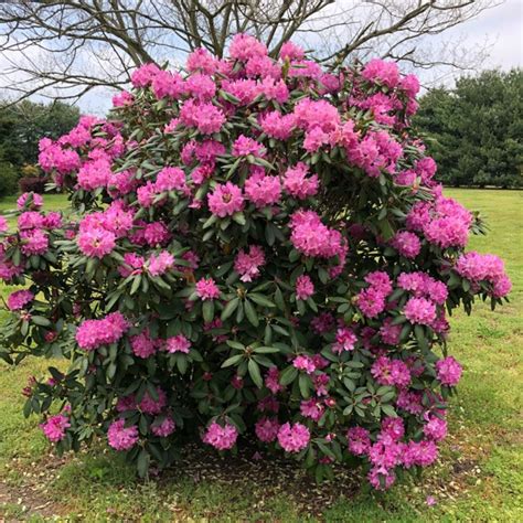 20 Rhododendron Catawbiense Grandiflorum Seeds Catawba | Etsy Canada