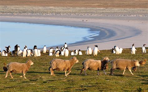 Oh, Give Me a Home, Where the Sheep and the Penguins Roam - Modern Farmer