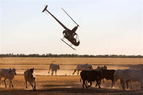 Cattle prices drop by 50 per cent, WA cattle producers brace for tough ...