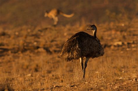 Emu and Kangaroo | Sean Crane Photography