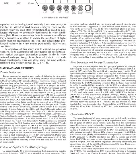 Experimental design. Bovine zygotes produced by in vitro maturation and ...