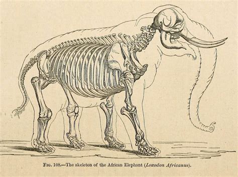 skeleton of the african elephant, 'a manual of the anatomy of the vetebrated animals', huxley ...