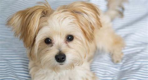 Morkie - The Maltese Yorkshire Terrier Mix | Yorkshire terrier, Maltese yorkie mix, Dog crossbreeds