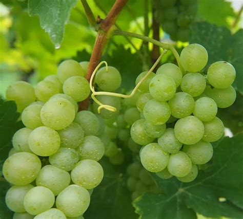 Amazon.com : 50+ Grape Seeds for Planting : Patio, Lawn & Garden