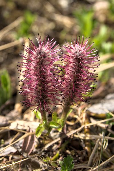 Arctic willow - Salix arctica - Alaska Wildflower Guide