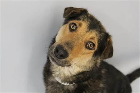 A1428844 - "SANDY" | Humane Society of the Pikes Peak Region | Animal law, Pets, Humane society