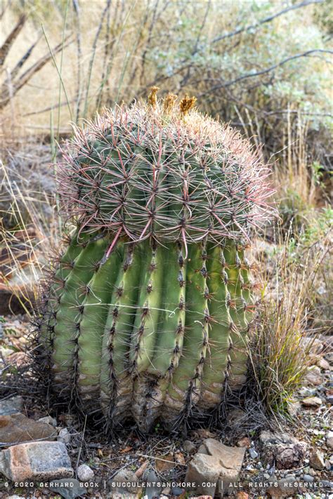 Cactus Garden at the Arizona-Sonora Desert Museum