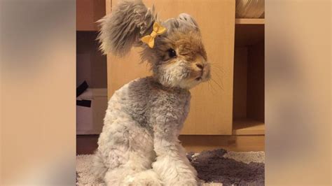 Meet Wally, the Instagram-Famous Bunny With Fluffy Pigtails for Ears ...