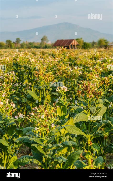 Tobacco field at the Khorat Plateau, Thailand Stock Photo - Alamy