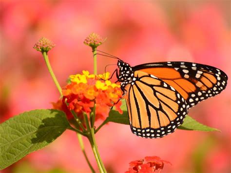 Butterfly Garden Benefits: How Are Butterflies Good For The Garden