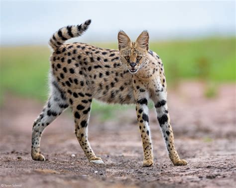 Serval - Africa Geographic