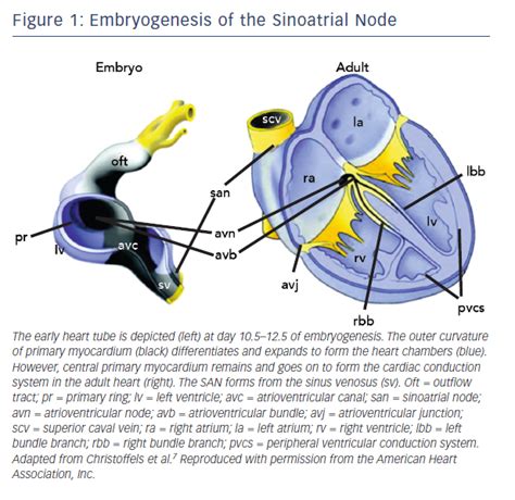 Biology of the Sinus Node and its Disease | AER Journal