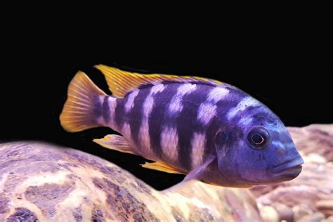 Mbuna Cichlids: Care Guide, Varieties & Lifespan (With Pictures) | Hepper