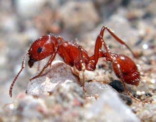 Maricopa Harvester Ant - Sonoran Desert Detectives--Harvester ants have the most potent venom of ...