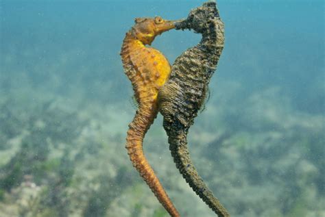 Los caballitos de mar “mueren de amor” ¿sabes por qué? – Ya te enteraste