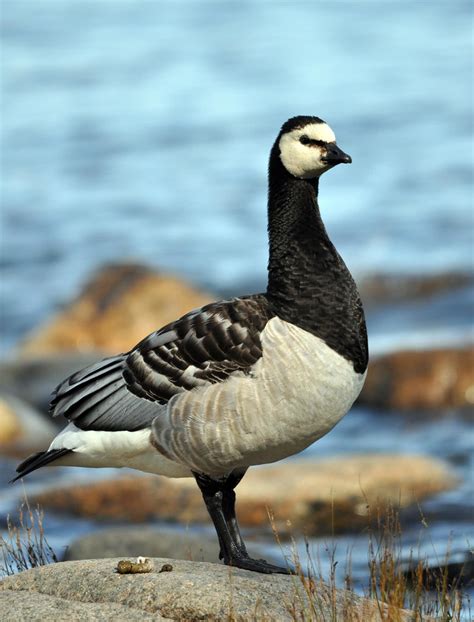 How barnacle geese adjust their migratory habits in the face of climate ...