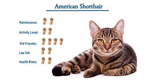 The American Shorthair Cat Breed… Everything That You Need to Know at a ...