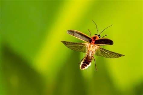 Firefly.org | Firefly & Lightning Bug Facts, Pictures, Information