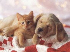 21 ideas de Gatitos y perritos tiernos y adorables | perros y gatos tiernos, perro gato ...