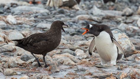 Ice and fury: penguins vs. skuas - CGTN