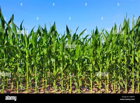 green maize field Stock Photo - Alamy