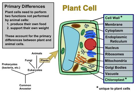 Plant Cells vs Animal Cells - With Diagrams