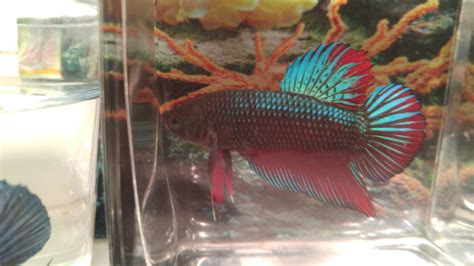 Giant Betta Fish