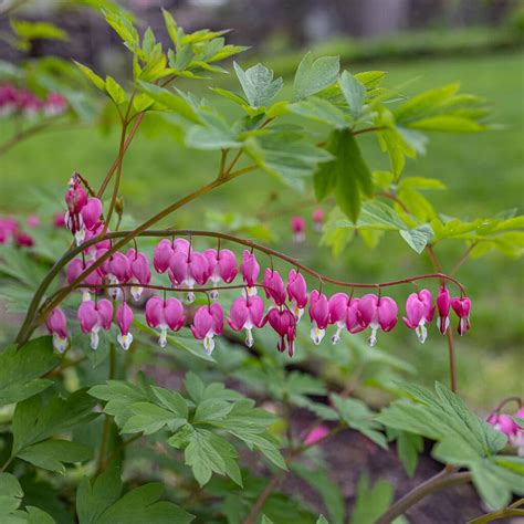 Bleeding heart (Lamprocapnos spectabilis) - Garden Tutor