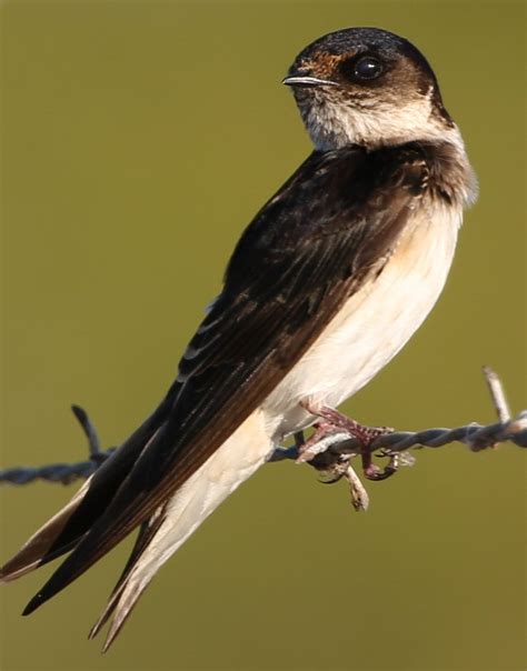 Tree Martin?? | BIRDS in BACKYARDS