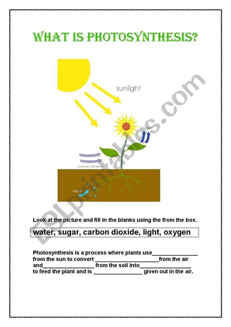 What is Photosynthesis? - ESL worksheet by lunamar776