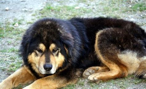 Himalayan Dog Breeds