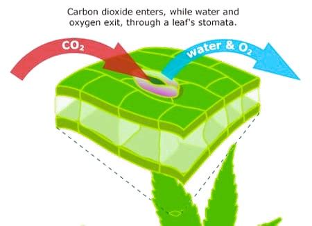 What are the function of Stomata - CBSE Class Notes Online - Classnotes123