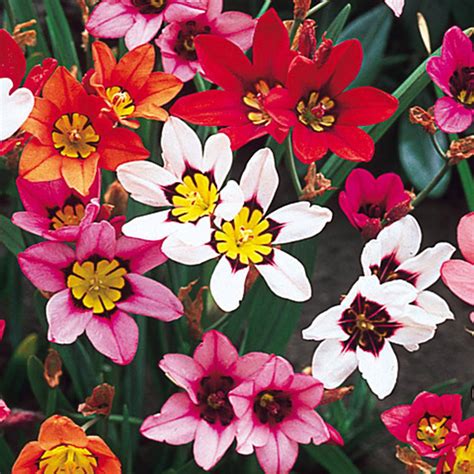 Sparaxis Flower bulbs pack of 5 buy at seedsnpots.com