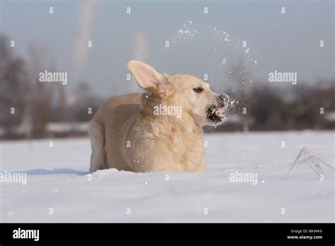 playing Golden Retriever Stock Photo - Alamy