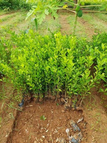 Full Sun Exposure Green Limon plant, For Fruits at Rs 70/piece in ...