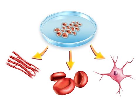 Patentability of embryonic stem cells in Mexico • Moeller