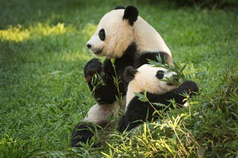 Here in America’s National Zoo, just a couple of good ol’, cornfed pandas - The Washington Post