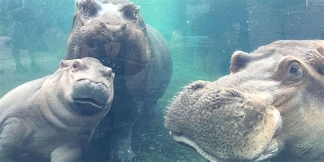 Baby Hippo Fiona Just Reunited With Her Parents for the Cutest Family ...