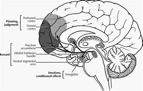 A Layman's Guide to Your Inner Galaxies: A Neuroscience Blog: Dopamine the Bus Driver